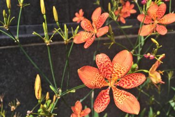 Hong Kong flowers